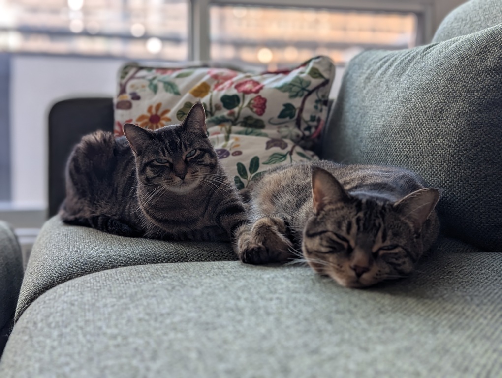 My two furballs seem to be liking their new environment